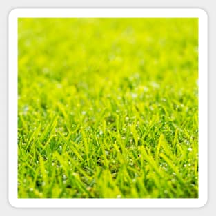 Dew Drops On Green Grass Sticker